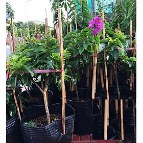 Mua Cây BẰNG LĂNG TÍM - HOA SIÊU ĐẸP GIÁ SIÊU RẺ