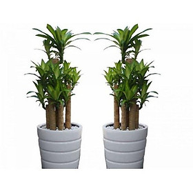 Mua CHẬU CÂY THIẾT MỘC LAN SIÊU ĐẸP  MANG LẠI MAY MẮN- VƯỢNG PHONG THỦY CHO GIA CHỦ