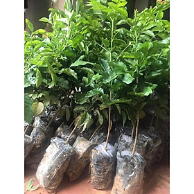 Cây giống quất hồng bì