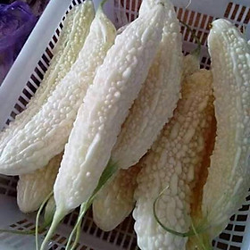 Mua Hạt giống mướp đắng trắng dài Lugo