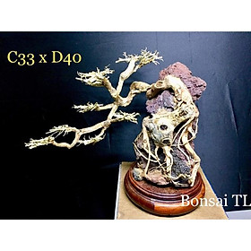 Lũa Bon Sai Thuỷ Sinh C33xD40