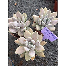 Mua cây sen đá trắng to giống mới