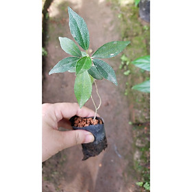 Mua Giống Cây Khổ Sâm