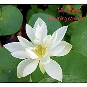 Mua COMBO 2 CỦ SEN MINI NHẬT- HÀNG HÓT HÈ  SALE GIẢM LỚN