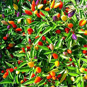 Mua Hạt giống ớt ngũ sắc (ớt kiểng)  đóng gói 0.1gr (khoảng 20 hạt)
