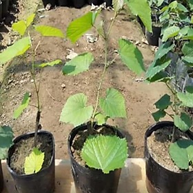 Mua Cây Nho Xanh Giống To Dài  Giống Nho Ninh Thuận  Thế Hệ Mới  Dễ Trồng  Năng Suất Cao