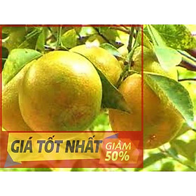 Mua (GIẢM GIÁ) cây CAM XOÀN