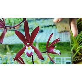 Mua HOA LAN KIẾM ĐỎ THÁI LAN-gửi đi nguyên chậu  hàng cực đẹp  đánh thẳng từ thái về