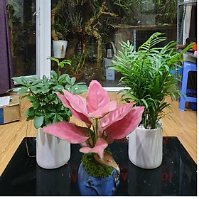 Combo 3 cây Ngũ Gia Bì, Cau Tiểu Châm, Hồng Lộc