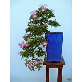 Mua cây kiều hùng (cây điệp lào hồng lá nhỏ)- cây phôi bonsai