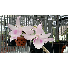 Phi Điệp Đột Biến 5 Cánh Trắng Phú Quý - Hàng gieo hạt, hoa nở cực đẹp cực hiếm