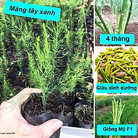 Mua Combo 10 cây giống măng tây xanh F1 Mỹ cao 25-30cm 4 tháng có măng ăn