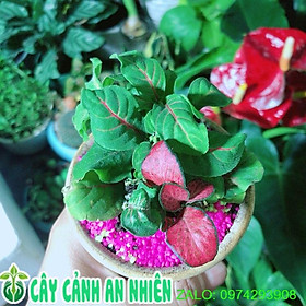 Mua Chậu Cây Cẩm Nhung (lá may mắn) Màu Xanh Gân Đỏ