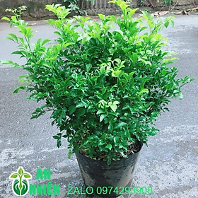 Mua Cây Nguyệt Quế Bụi Lớn