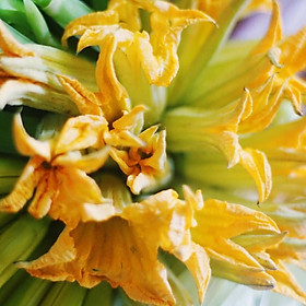 Mua Hạt giống Bí ăn bông siêu bông nhiều nụ VTP146