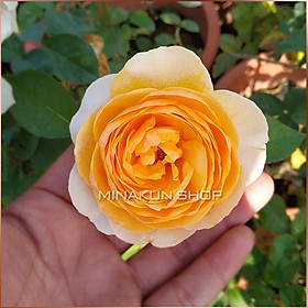 Hoa hồng ngoại Juliet cực đẹp MinaKun Shop