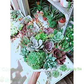 Mua Chậu sen đá mix 12 cây lớn