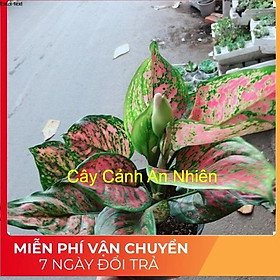 Hình ảnh Hoa vạn lộc