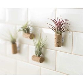 Mua Nút chai cây không khí  trang trí nhà cửa và thanh lọc không khí