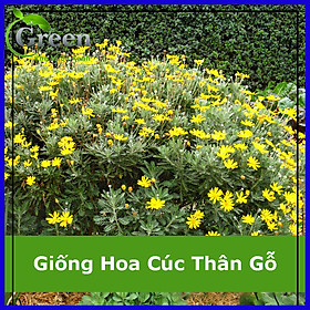Mua Hạt Giống Hoa Cúc Thân Gỗ (Cúc Trường Thọ) (50H)