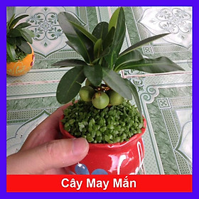 Mua Cây May Mắn - Cây cảnh mini để bàn