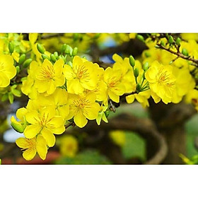 Mua COMBO 5 BẦU CÂY GIỐNG MAI VÀNG 5 CÁNH ĐƠN