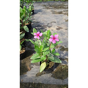 CHẬU HOA DỪA CẠN SIÊU ĐẸP + Tặng 01 cây dâu da đất