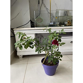 Hoa Hồng w2000 - bầu to cây trưởng thành