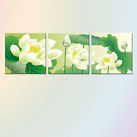 Mua Bộ 3 Tranh Trang Trí  Hoa Sen Trắng  W279 (Size
