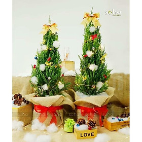 Cây sơn tùng trang trí noel cao 40-50 cm -Không giao dc 19 tỉnh Miền Nam