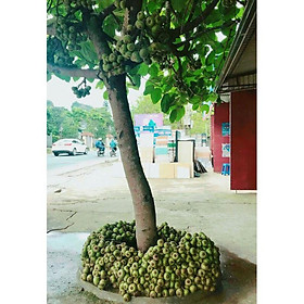 Mua Cây Vả mật giống lá to( Sung vả ) Cây Đã Có Quả 981SP 946sp