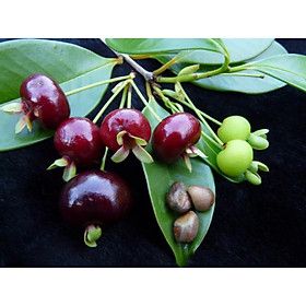 Cây Giống Cherry Châu Mỹ Siêu CHịu Nhiệt