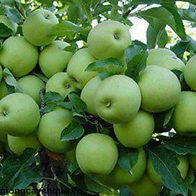 Mua CÂY GIỐNG TÁO ĐẠI (ĐẠI TÁO) SIÊU NGON SIÊU QUẢ DÒNG QUẢ SỚM- CAM KÊT GIỐNG CHUẨN F1