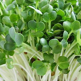 Hạt giống Mầm củ cải trắng – Gói 50g