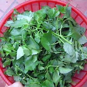 Mua Hạt giống rau tầm bóp 0.5gr