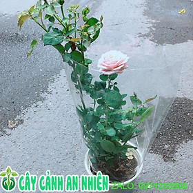 Mua Chậu Hoa Hồng Leo