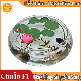 Hình ảnh [Combo 10 Hạt] Hạt giống Hoa Sen Mini Nhật ( Màu Ngẫu Nhiên ) - Nông Sản Vàng