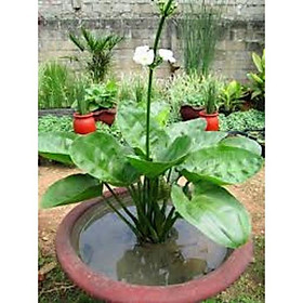 Mua CHẬU CÂY BÁCH THỦY TIÊN ( LAN NƯỚC ) MANG LẠI MAY MẮN CHO GIA CHỦ  CỰC DỄ TRỒNG