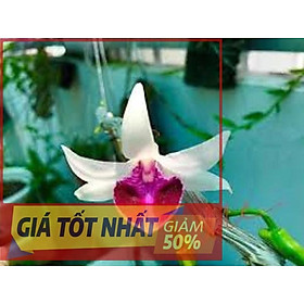 Chậu Lan Phi điệp bệt 5 cánh trắng VÕ TÒNG, hàng tách ki cây mô cây đẹp, cam kết chất lượng UY TÍN CHẤT LƯỢNG