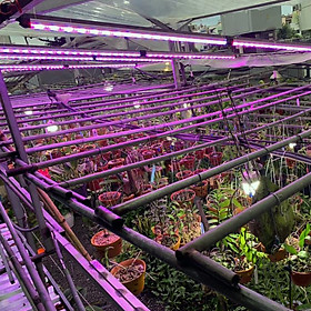 Đèn Trồng Cây Hoa Lan trong nhà LED Smart Light giúp bổ sung ánh sáng để cây hoa lan phát triển tốt và ra chồi nhanh (Dài 1.2m/Bộ)