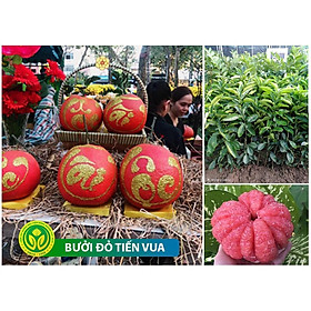 Cây giống Bưởi ruột đỏ Tiến Vua, cây giống thế hệ mới năng suất cao, chịu hạn, ít sâu bệnh
