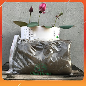 2,5Kg Bùn Trồng Hoa Sen Hoa Súng, Bùn Trộn Được Sẵn Phân Bón Theo Tỉ Lệ Của Mini Garden Phù Hợp Trồng Hoa Sen, Hoa Súng