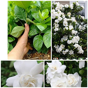 Mua bạch thiên hương cây giống cao 20cm