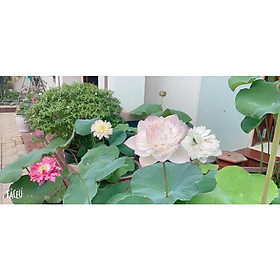 Mua Củ Sen Super lotus