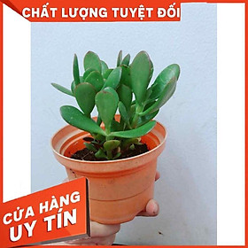 Chậu cây ngọc bích Nhiều Người Mua