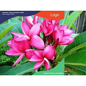 Mua CÂY HOA ĐẠI ĐỎ NHANH VÀ SIÊU HOA CHUẨN GIỐNG