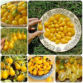 134A Hạt Giống Cà Chua Lê Vàng - 30 Hạt