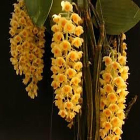 CHẬU LAN KIỀU VÀNG MỠ GÀ