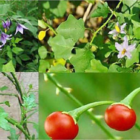 Mua Hạt giống cà gai leo  ( hạt cây dược liệu ) 50 hạt/gói