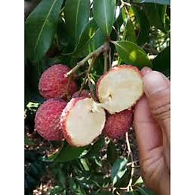 CÂY GIỐNG VẢI KHÔNG HẠT